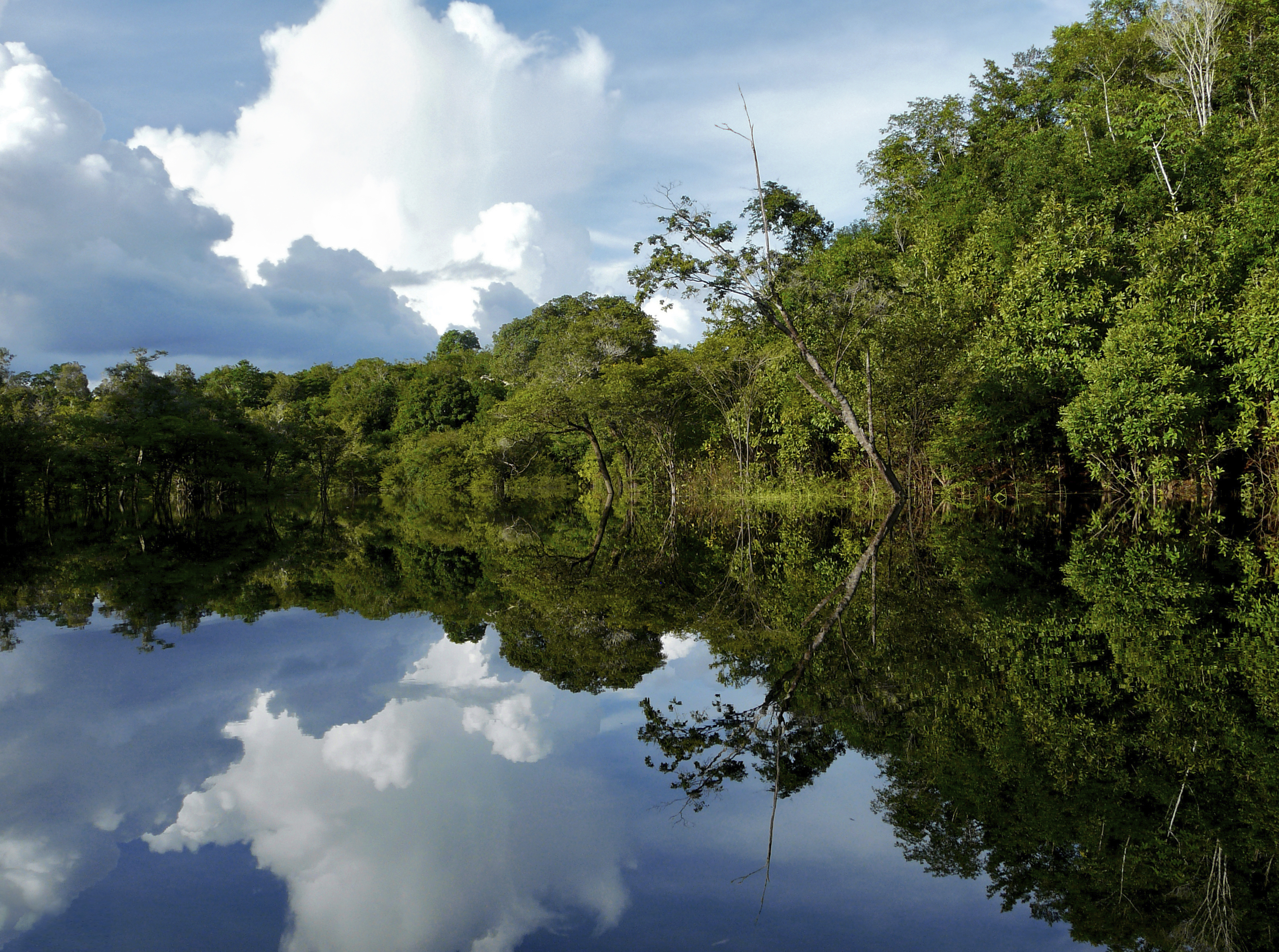 Amazon river and tree