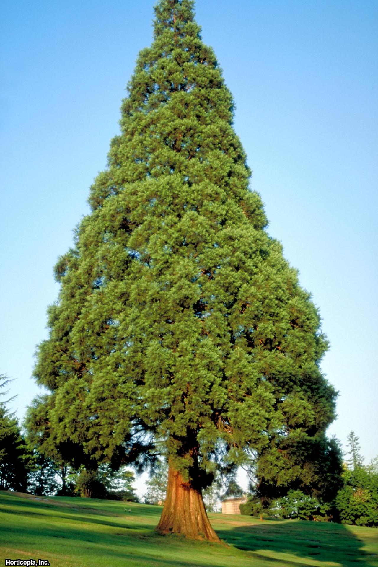 Big tree - green giant