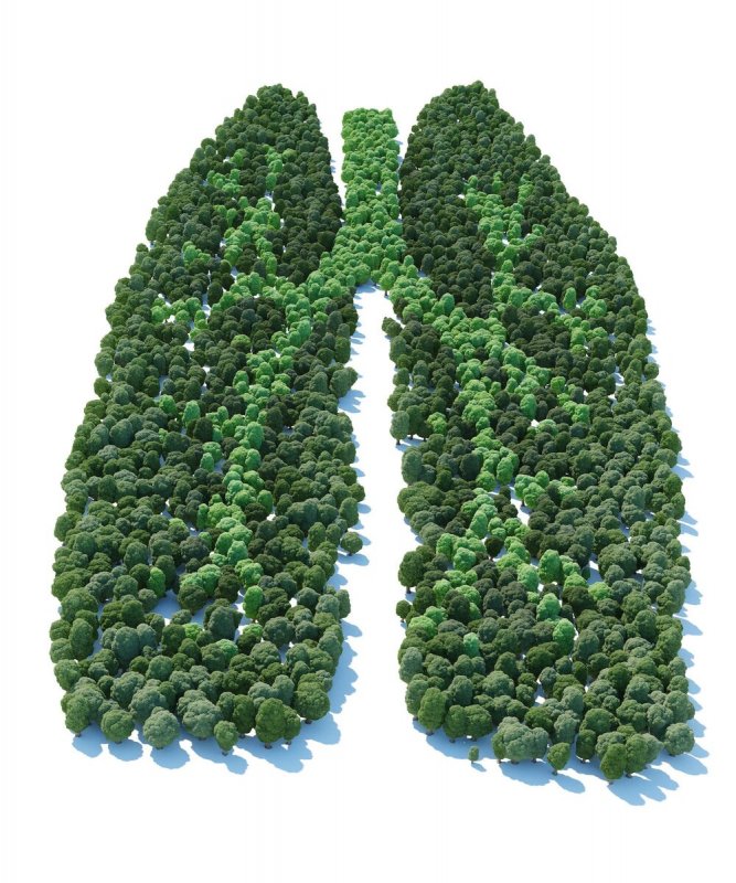 Trees are the lungs of the planet
